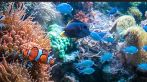 Best Underwater Games for PC